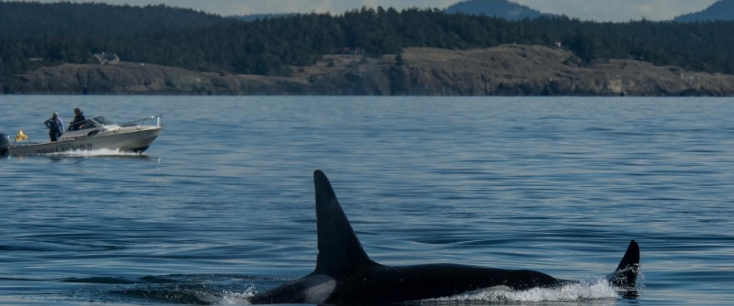 Multiple families of Orcas in Salmon Bank Bigg's Killer Whales South of San Juan Island