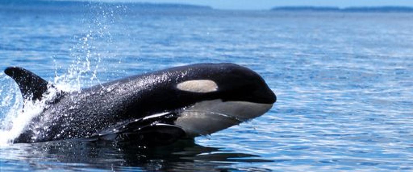 J Pod Visits the West Side Southern Resident Killer Whales Swim San Juan Island