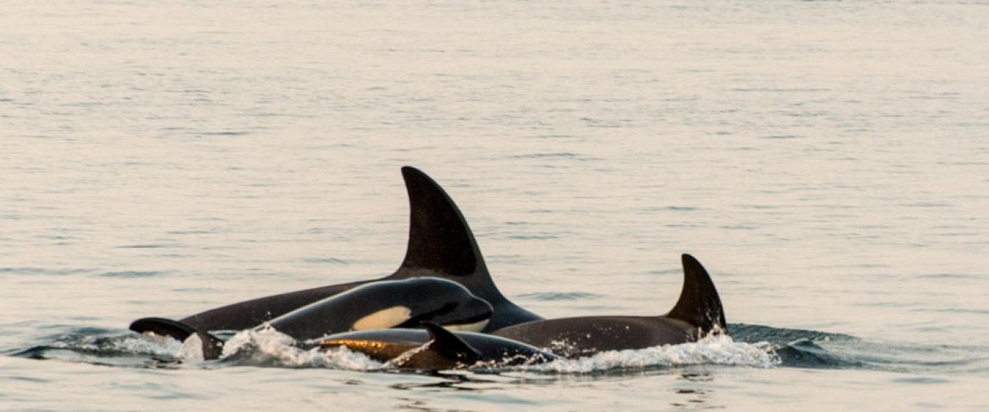 Bigg's Killer Whales Bigg's Killer Whales