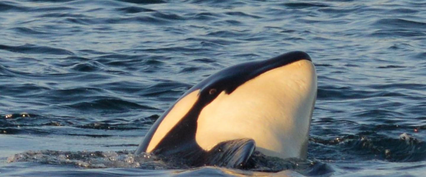 Orca Spy Hop Orca Spy Hop