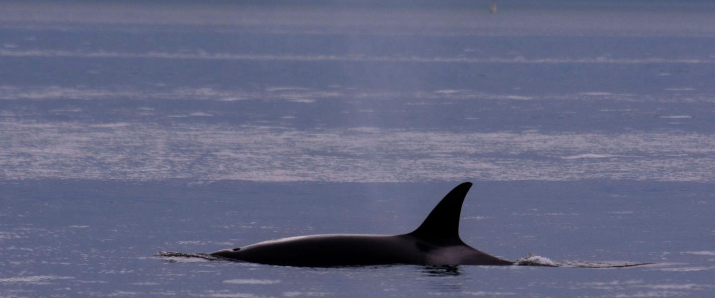 Bigg's Killer Whale Bigg's Killer Whale