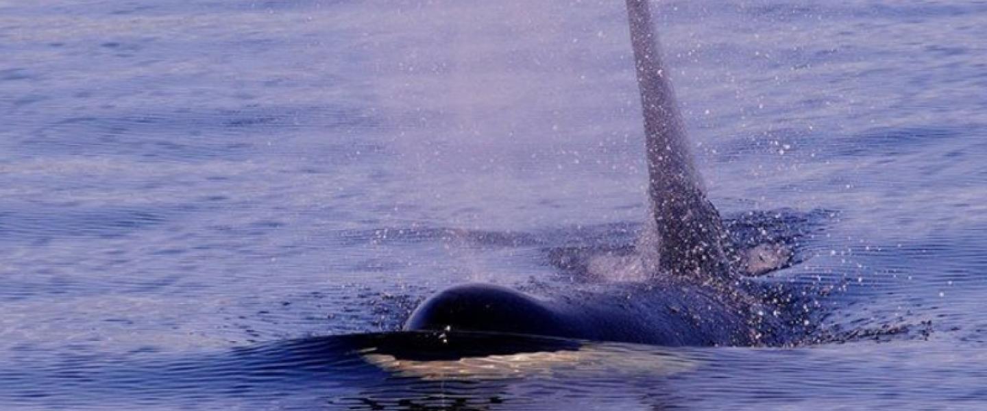 2 Bigg's Killer Whales Surfacing Right Near Boat Transient Orcas traveling near Orcas Island