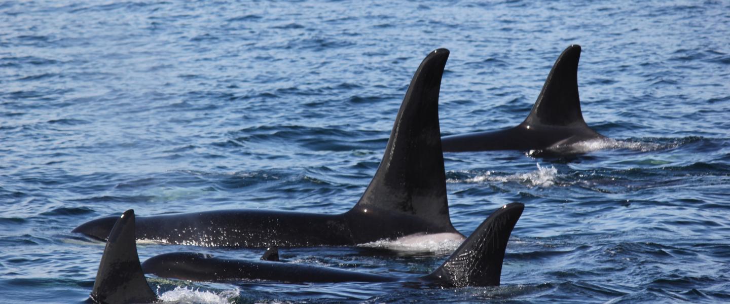 Orcas at the surface near San Juan Island Killer whales surfacing