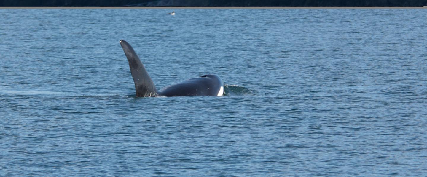 Transient Orcas traveling together Bigg's Killer Whale Family near Discovery Island