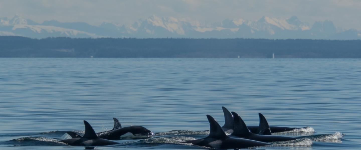 8 Bigg's Killer Whales traveling North Transient Killer Whales near Spieden Island