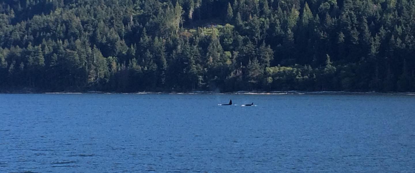 Orcas Passing Saturna Island
