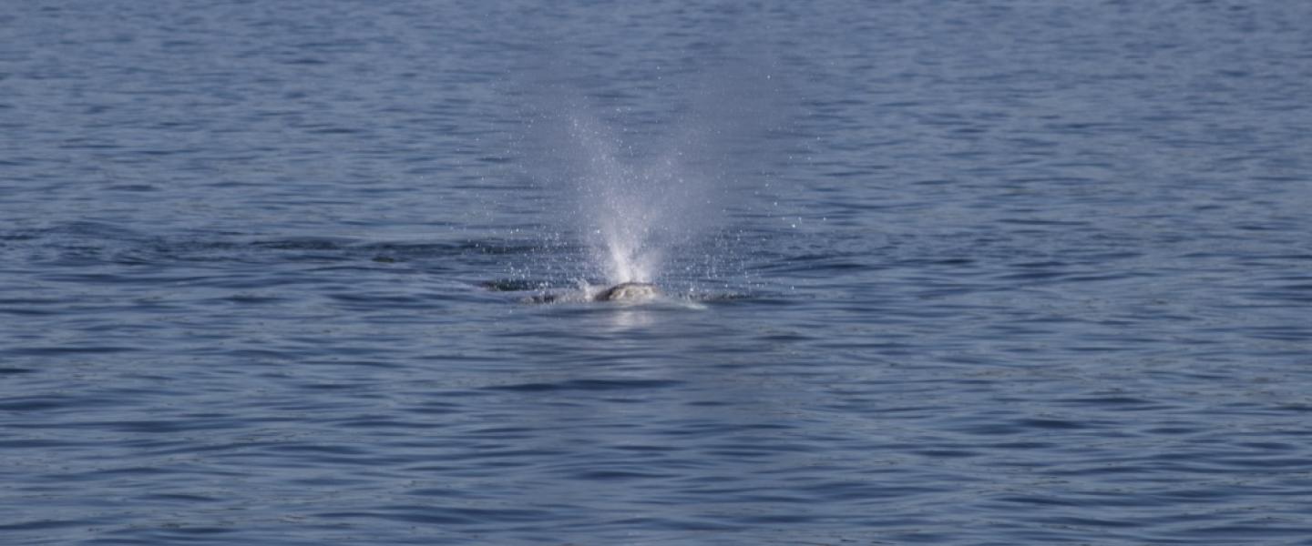 A young Grey Whale feeds close to the eastern shore of Whidbey Island Grey Whale