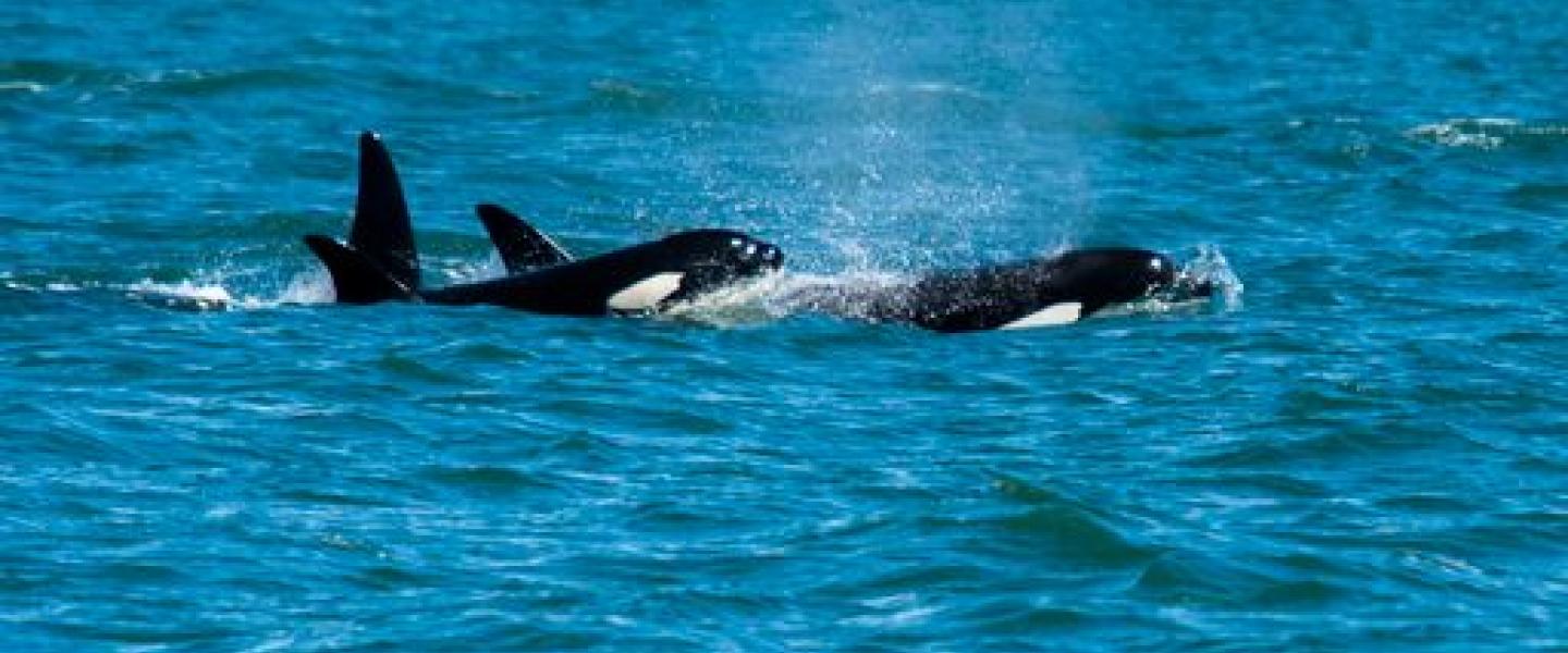 Bigg's Killer Whales porpoising through the Rosario Strait Orcas traveling through the Salish Sea with Big Swells