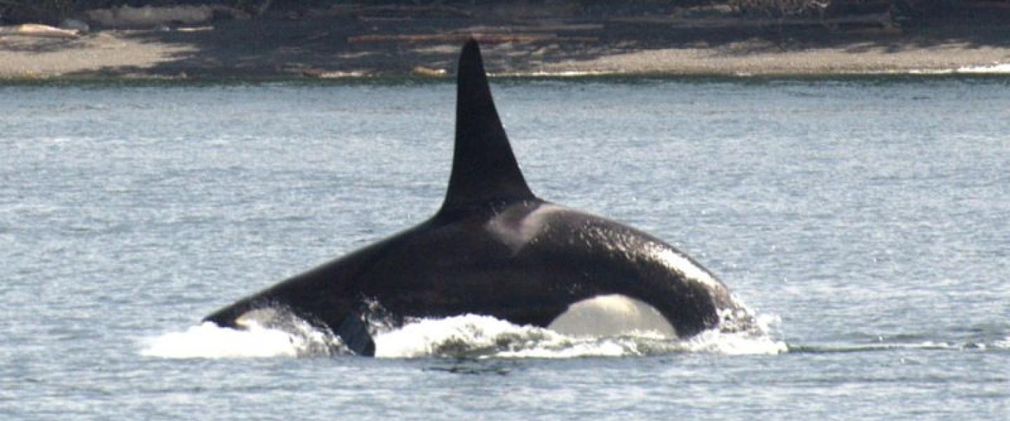 Bigg's Killer Whales Hunting Near San Juan Island Bigg's Killer Whales Hunting Near San Juan Island