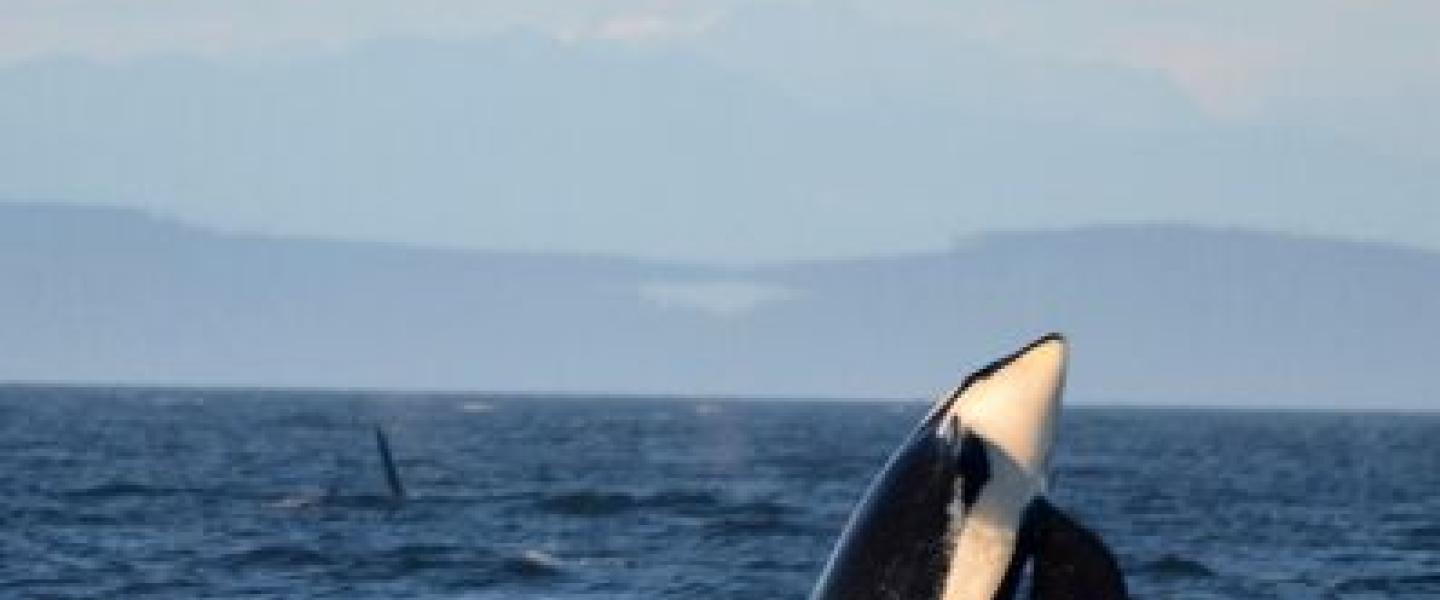 Killer Whales in British Columbia Orcas near Sooke, BC