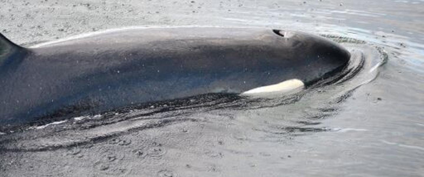 Transient Orcas near San Juan Island Bigg's Killer Whales in San Juan Channel