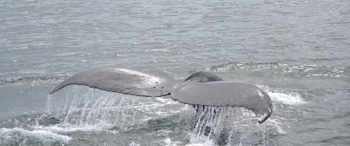 Humpbacks in the San Juans Humpback whale tail