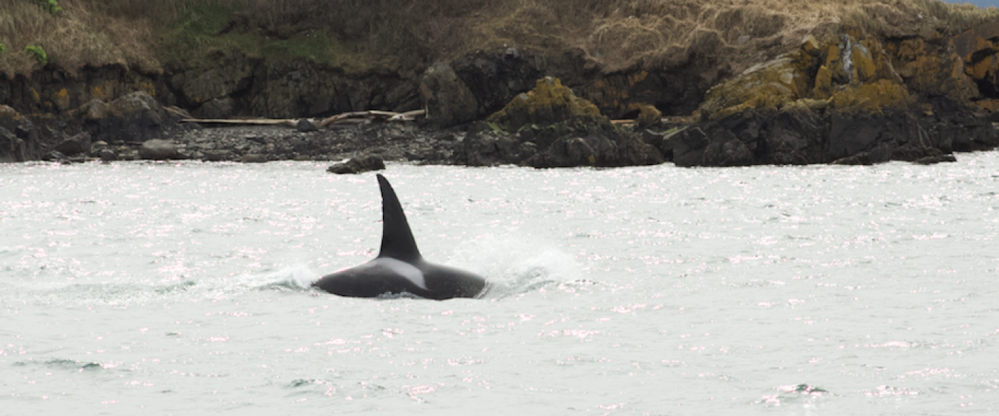Transient Orca Guests