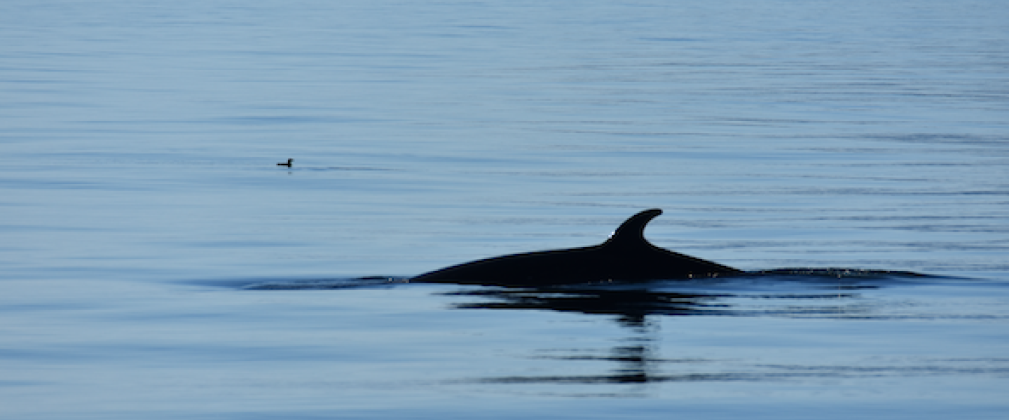 Minke Whale on Salmon Bank Minke Whale Lunge Feeding
