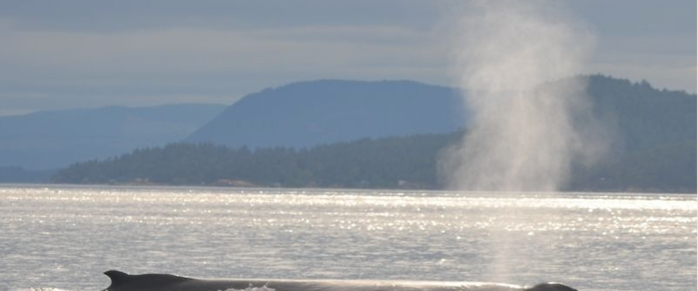 Humpback Whale traveling near Stewart Island Humpback Whale surfacing for air