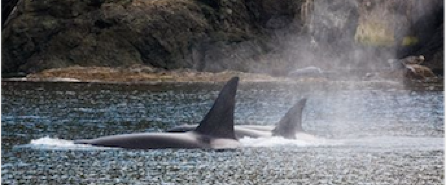 Bigg's Killer Whales hunting at Parker Reef Transient Orcas traveling near Orcas Island