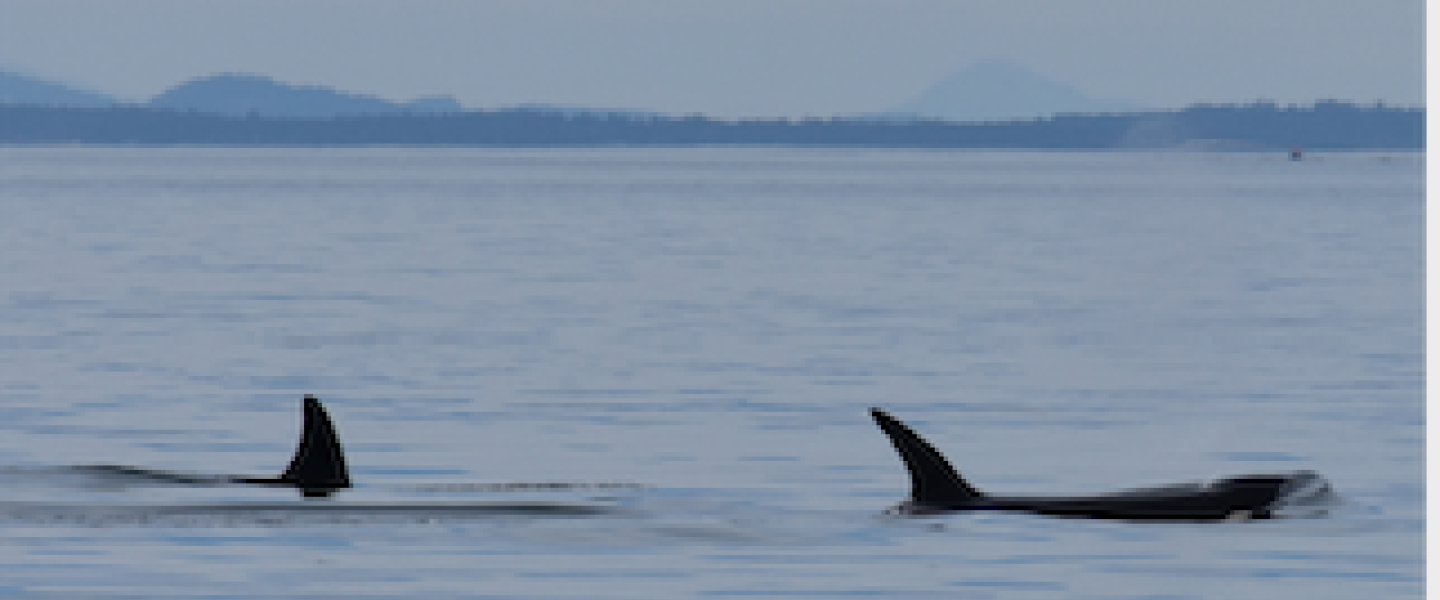 Bigg's Killer Whales playing Transient Killer Whales near Vancouver