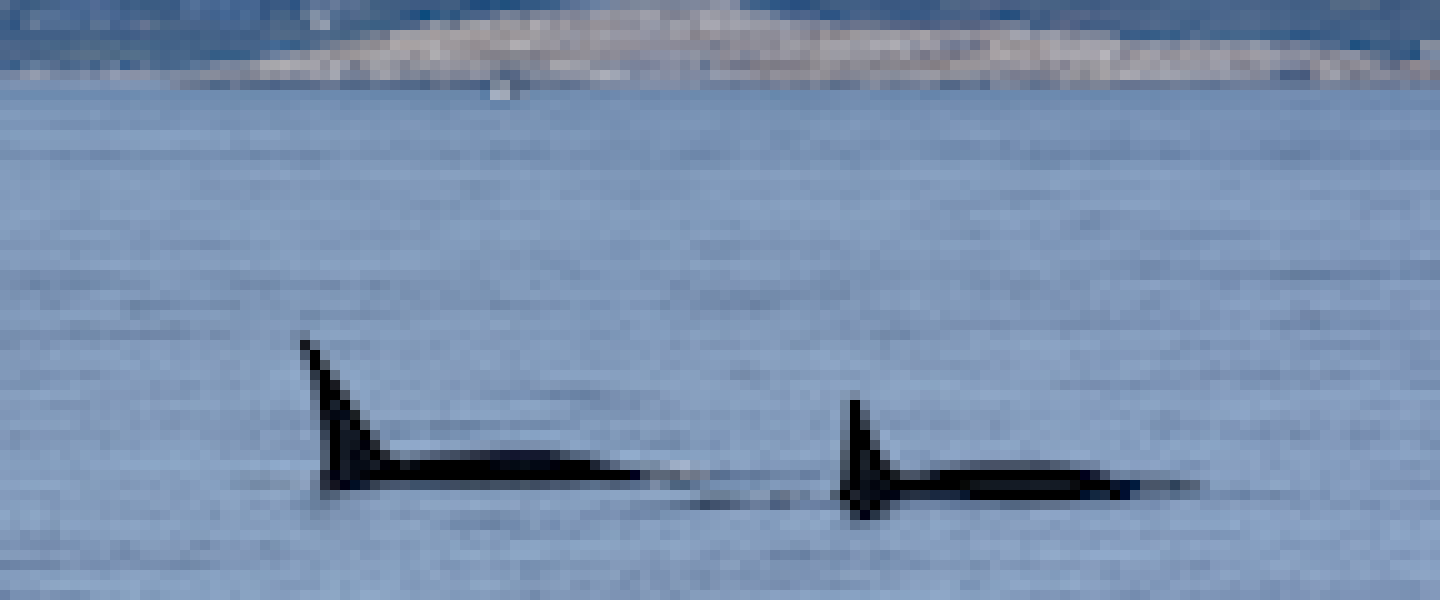 Transient Orca Brothers Milling Bigg's Killer Whales near Victoria, BC