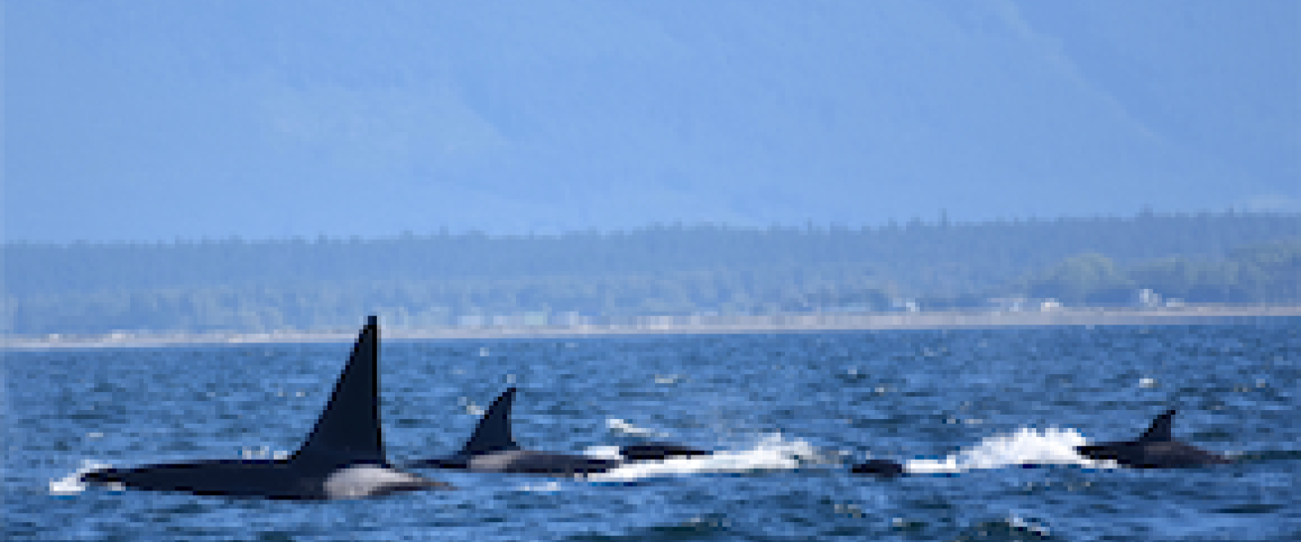 Bigg's Killer Whales traveling with many families T-Party of transient killer whales