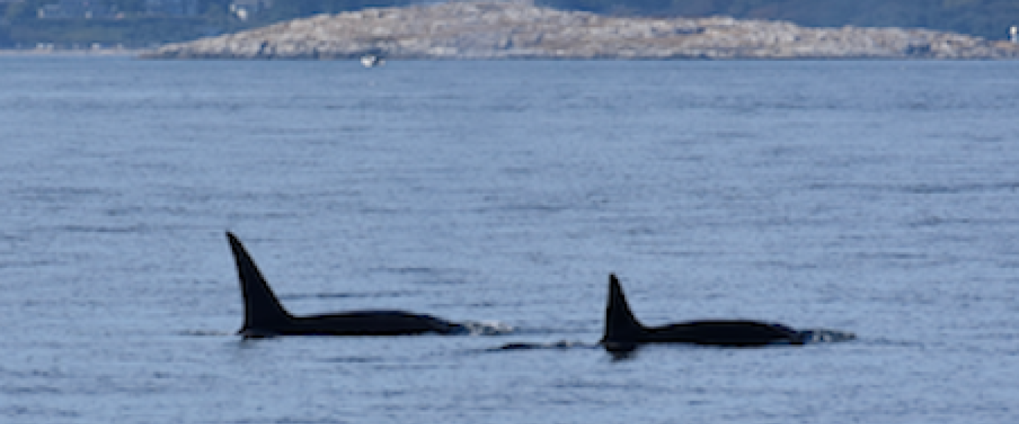 Orcas in the Salish Sea Killer Whales traveling