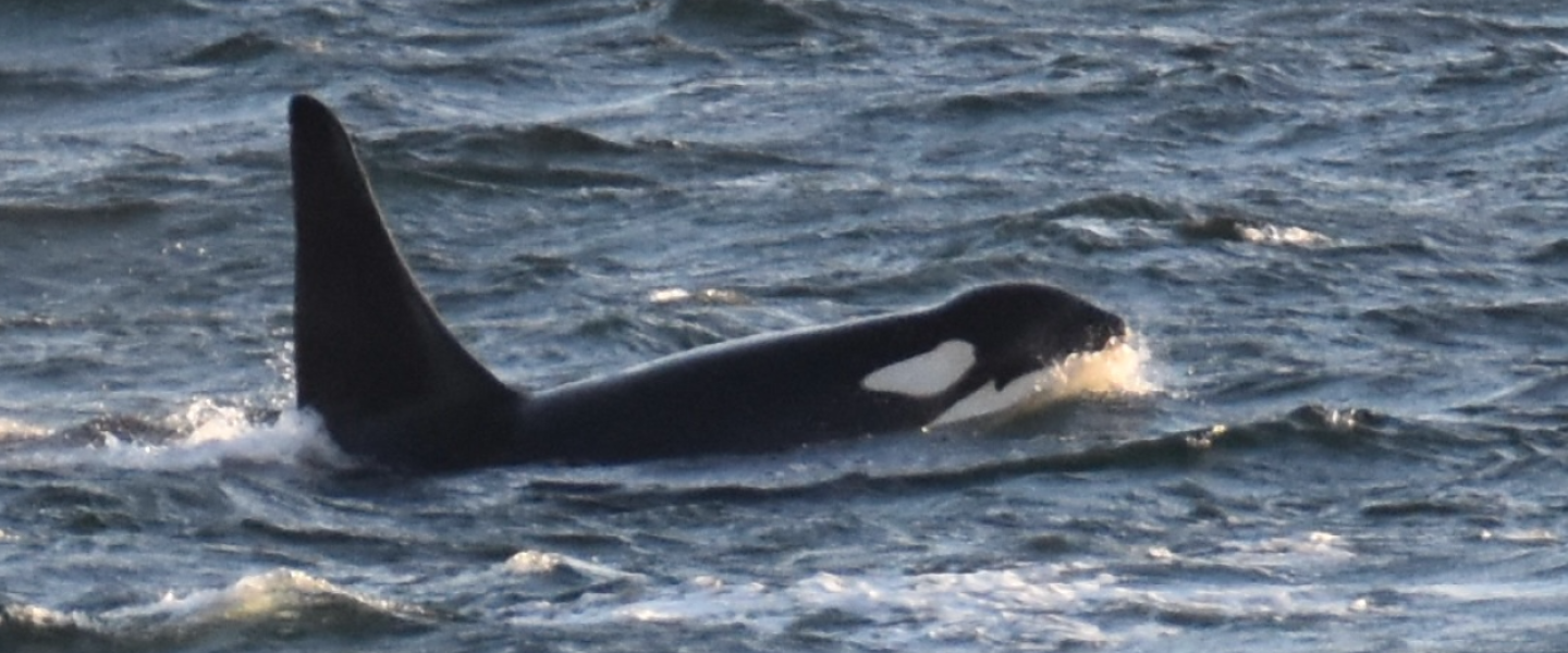 Wave Walker, SRKW, traveling Southern Resident Killer Whale, Wave Walker
