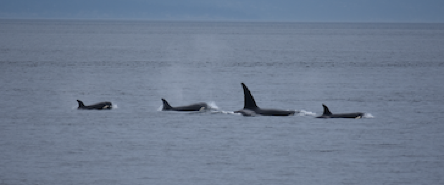 Transient Orca Family Surfacing T100's Biggs orcas traveling near San Juan Island