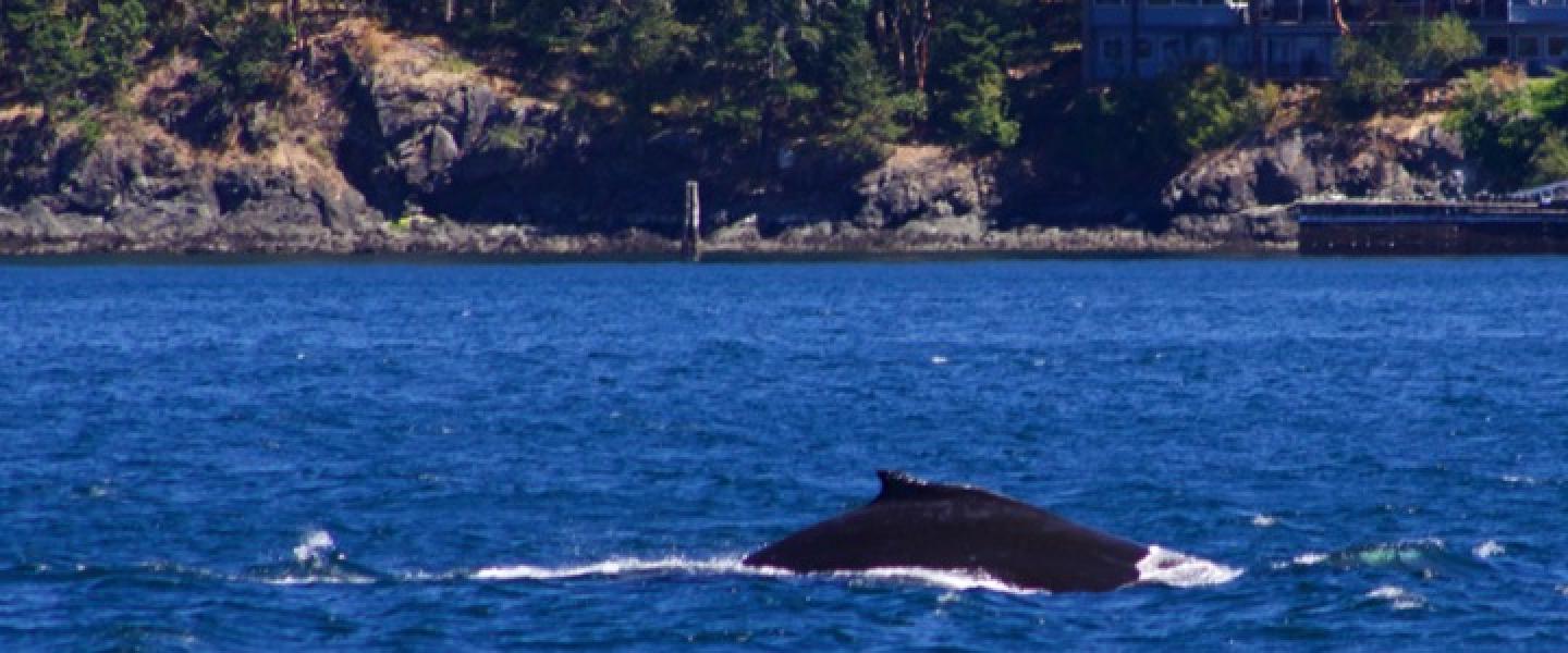 Dorsal fin of BCY0523 (Graze) in Presidents Channel Humpback whale dorsal fin