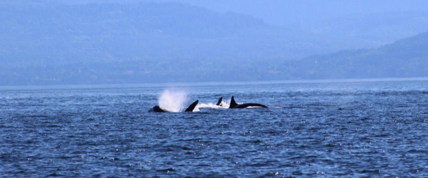 T060's Transient Orcas