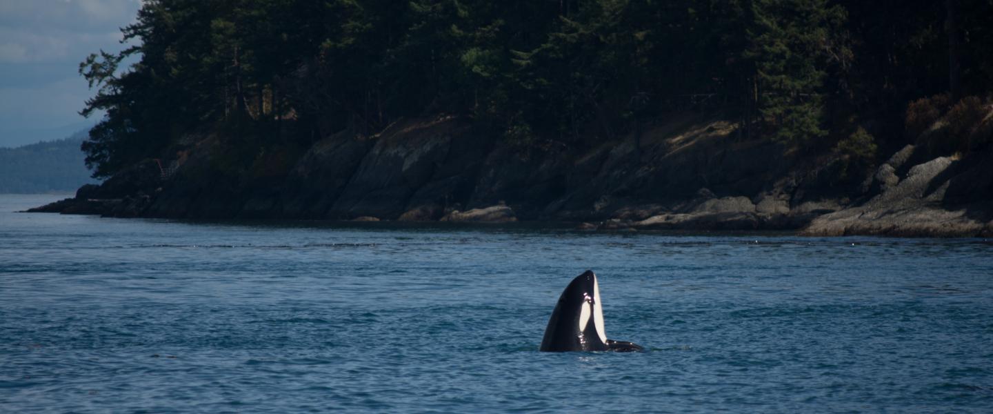 J2 Granny spyhopping in the San Juan Islands J2 Granny Spyhops near Stuart Island