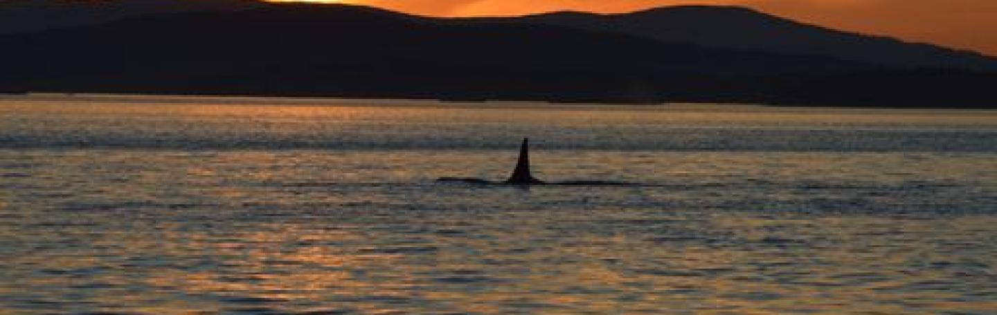 SRKW at Sunset