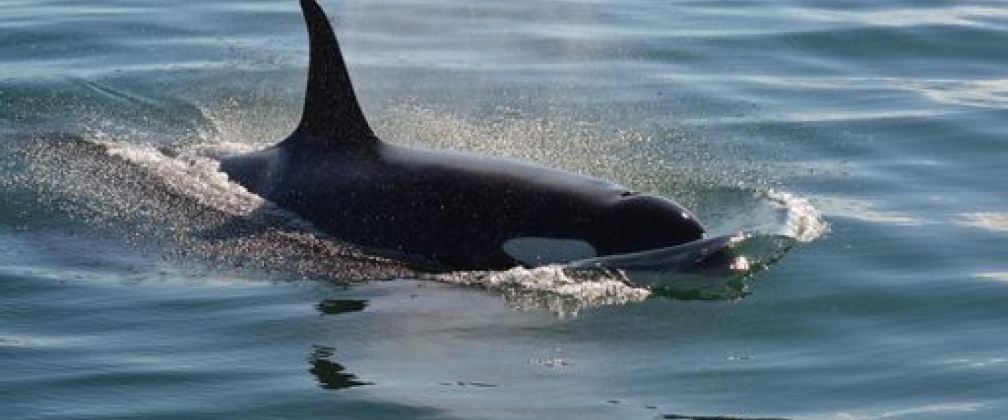 SRKW Visit San Juan Islands Southern Resident Killer Whales in Boundary Pass