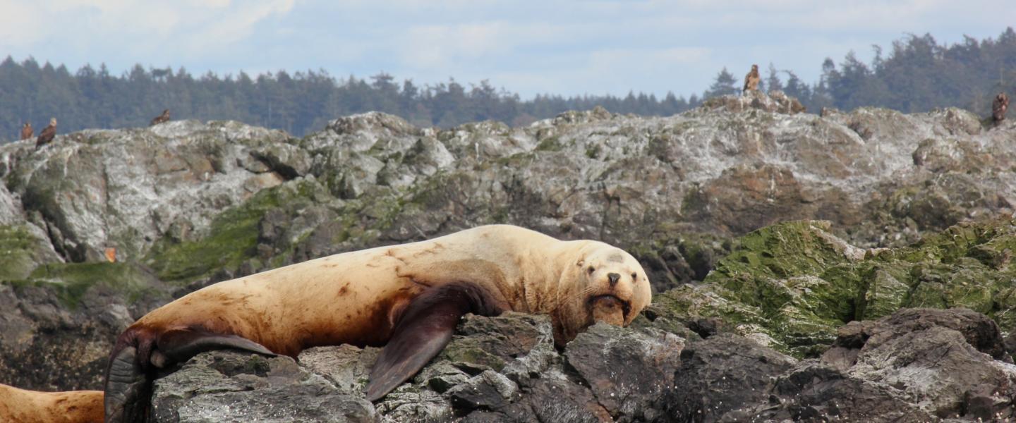 Male Steller Sea Lion Lounges Steller Sea Lion