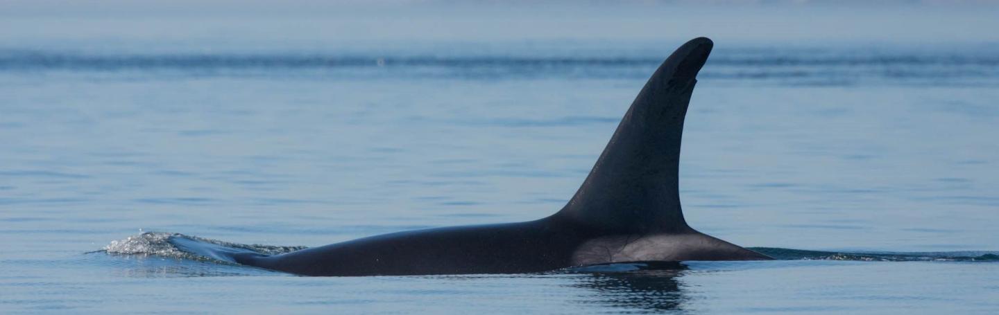 J Pod Foraging on Alden Bank