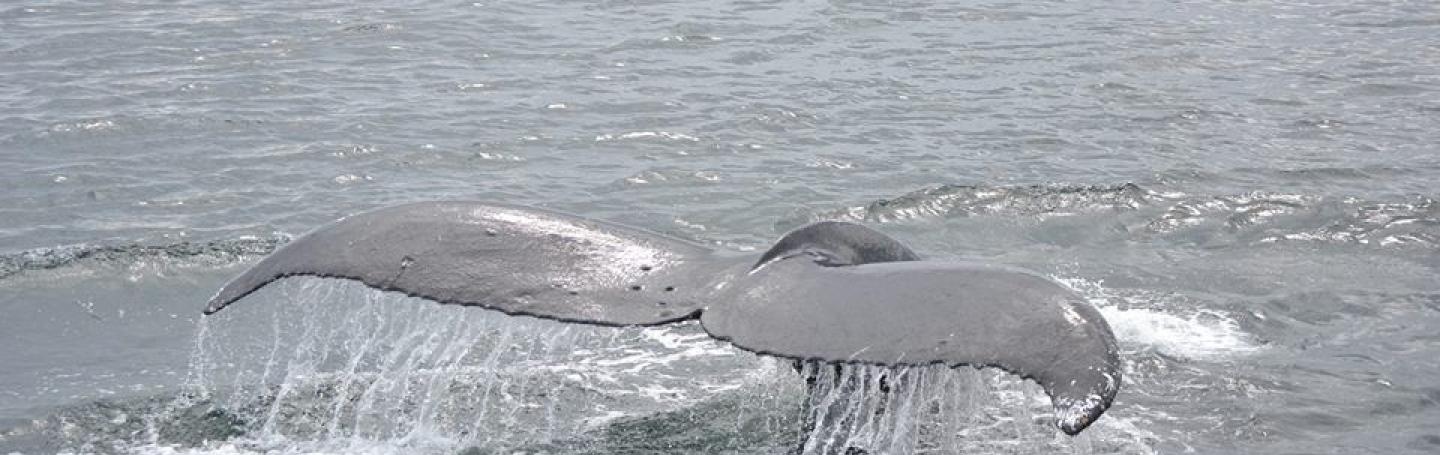 humpback whale flukes