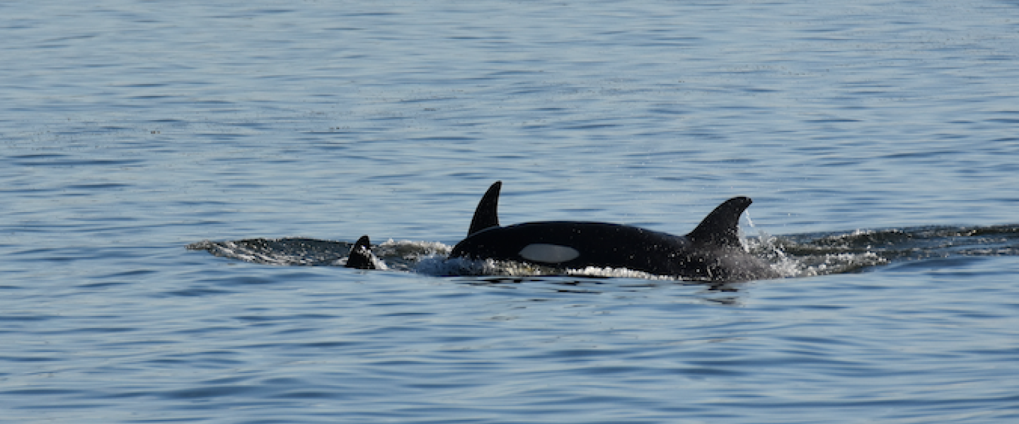 Bigg's Killer Whale near Sucia Island Orca calf traveling with family