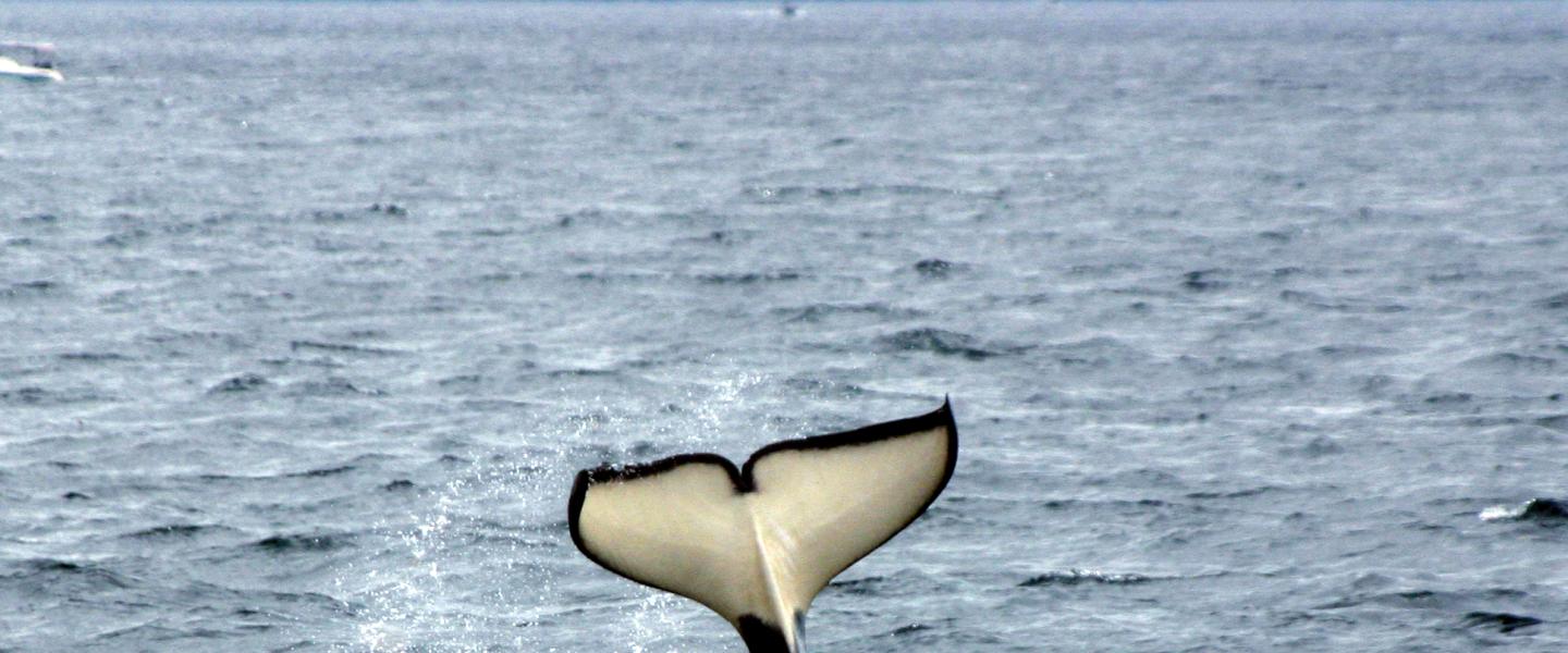 Bigg's killer whales hunting Bigg's killer whales hunting