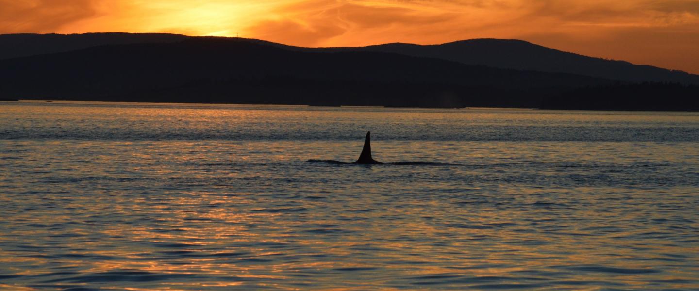 Killer Whales in Canadian Waters Orcas on Sunset Trip