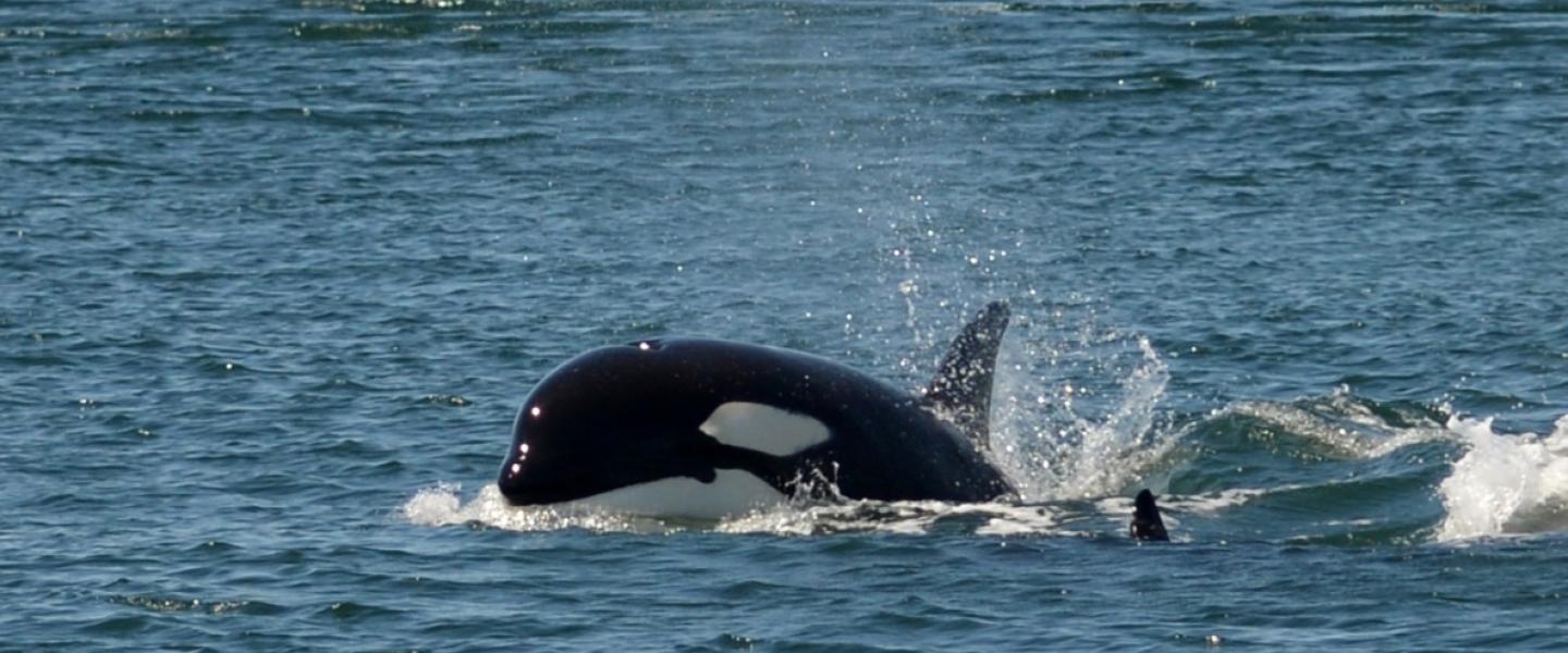 A transient Orca Whale Calf A transient killer whale calf porpoising through the water.