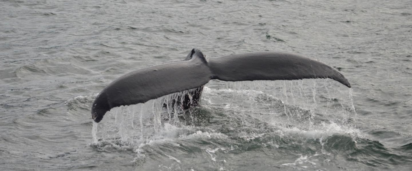 Humpback Whale Fluking Humpback Whale Fluking