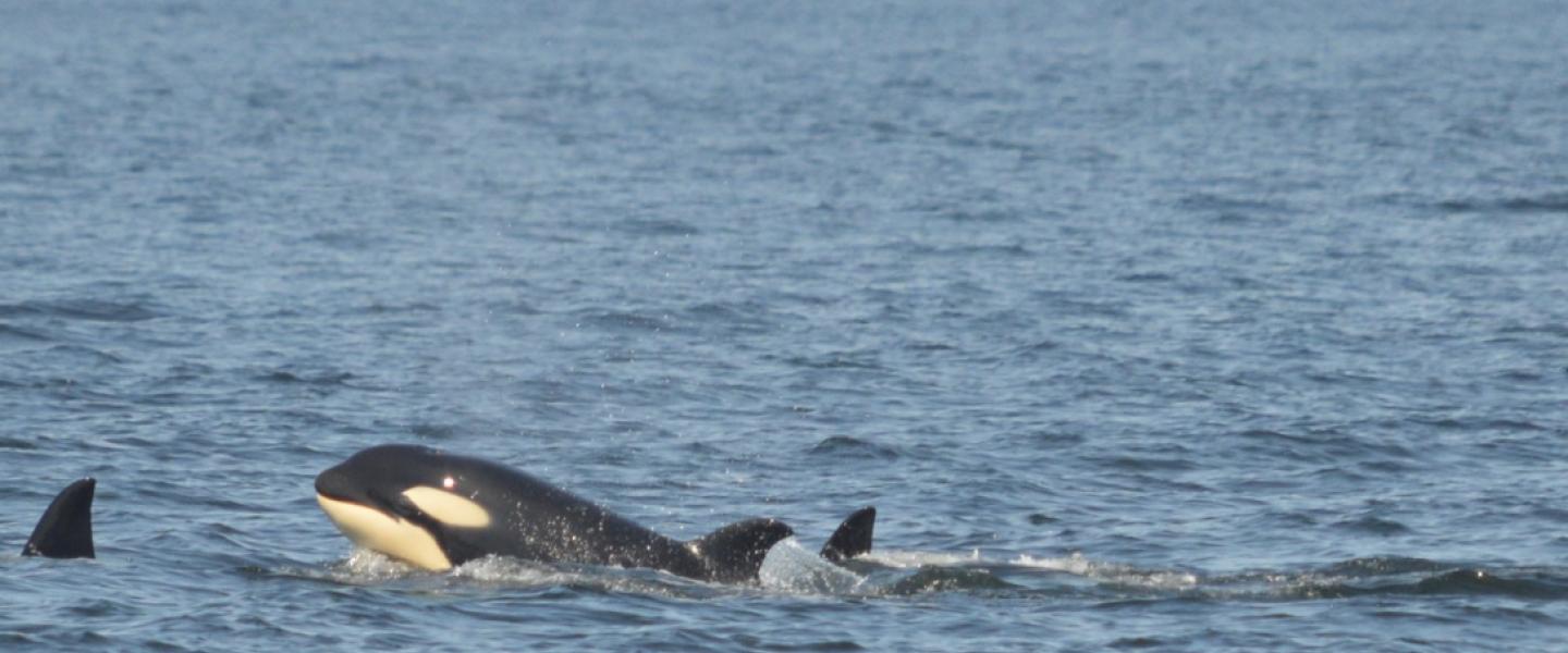 Bigg's Killer Whale Calf Bigg's Killer Whale Calf