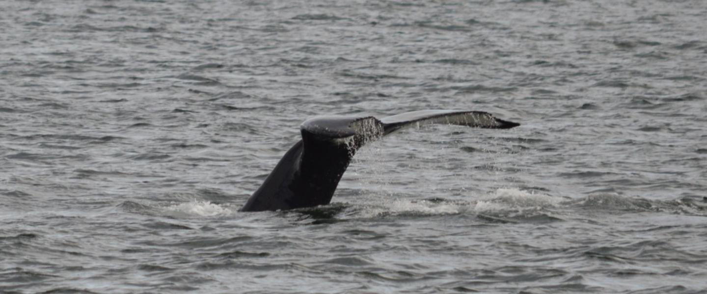 Humpback Whale Fluking Humpback Whale Fluking