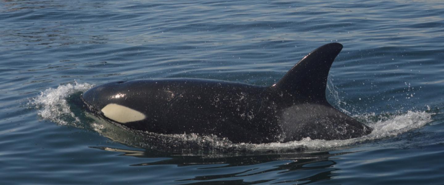 Orca Whale Orca Whale