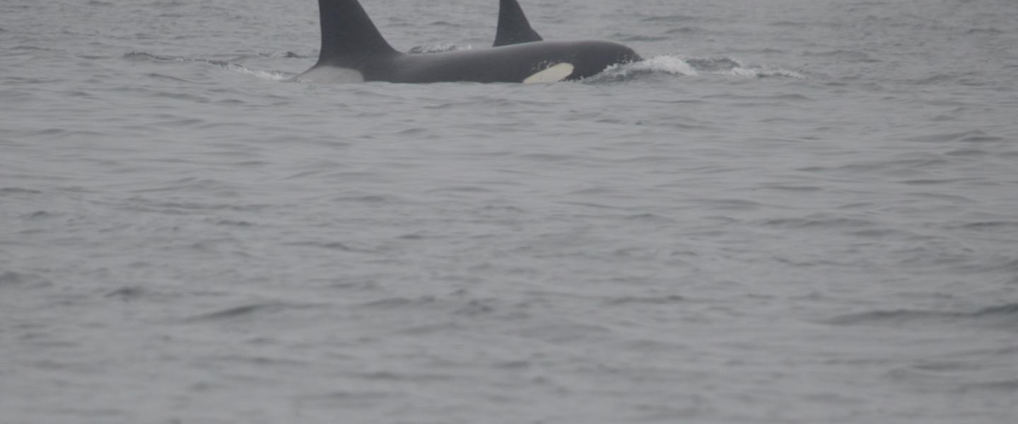 Transient Orcas Transient Orcas