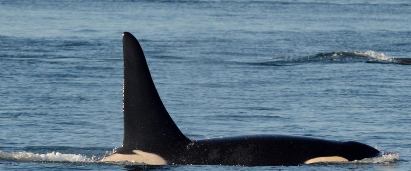 J27 Blackberry J Pod in the San Juan Islands