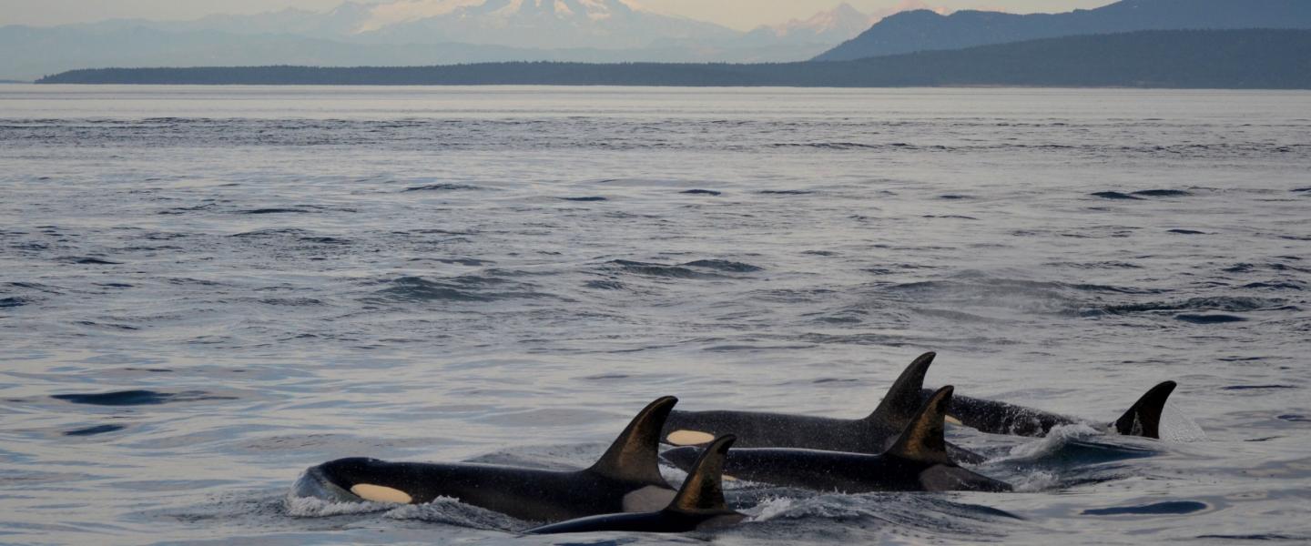 Transient Orcas near Flattop Island Bigg's Killer Whales in Boundary Pass