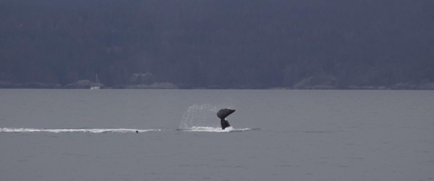 T10B or T10C upside down tail slapping for fun! Bigg's male orca tail slapping