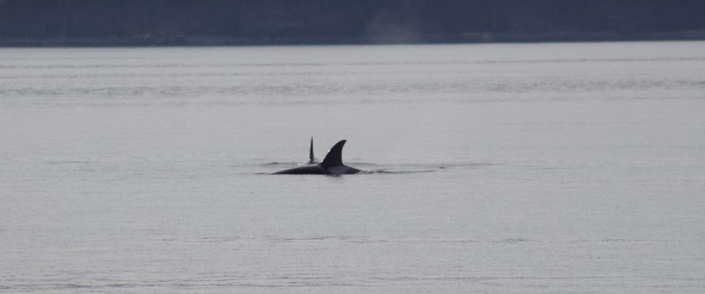 T99B's hunting near the Pea Pods in Rosario Strait female Bigg's orcas hunting