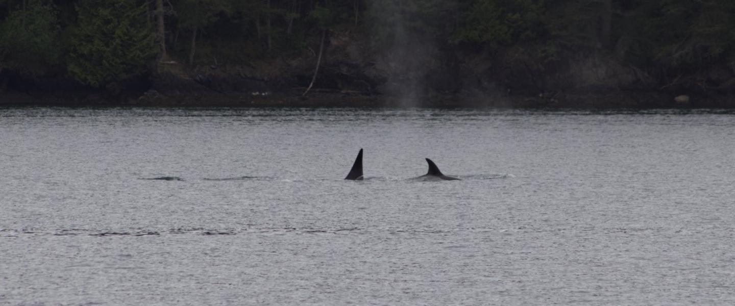 T87 and the T90's travel together in San Juan Channel Bigg's Orcas