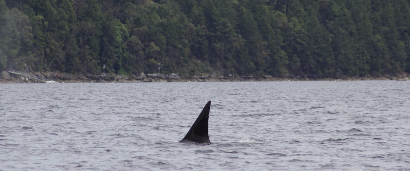 T124C, often a lone male, travels near Maple Bay Bigg's male orca