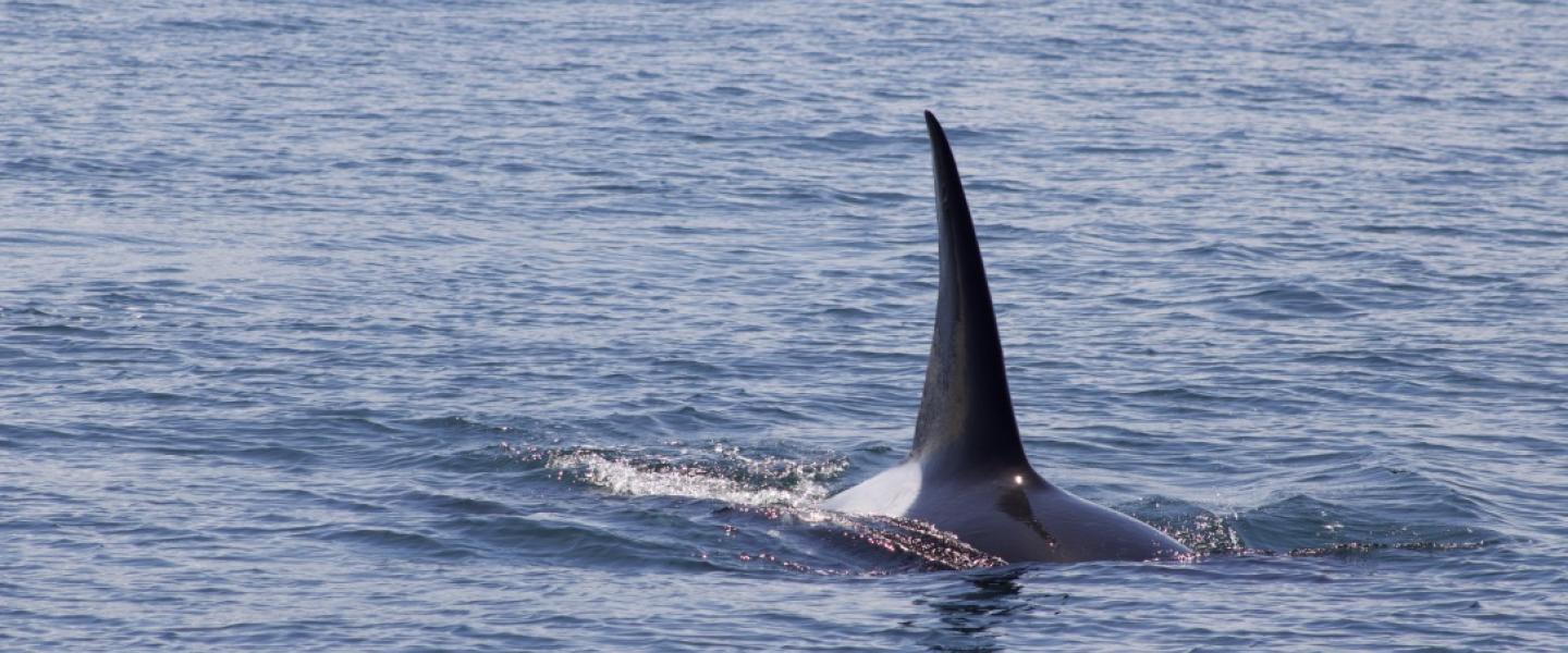 T124C, often a lone male, travels and hunts with the T65B's, T75B's, and the T75C's near Moresby Island Bigg's male orca
